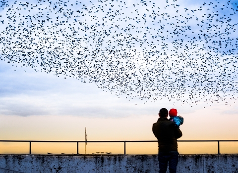 Murmuration