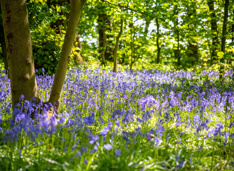 Bluebells