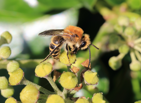 Ivy bee