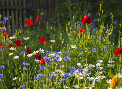 Flower mix