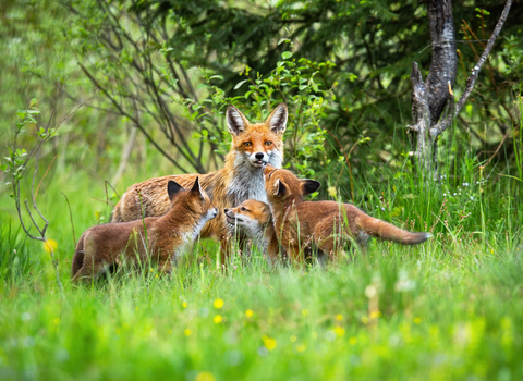 Family of foxes