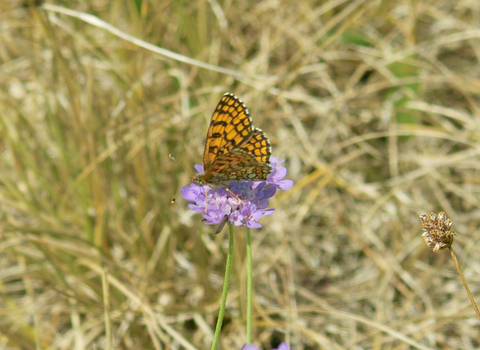 Glanville fritillary