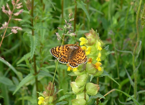 Glanville fritillary