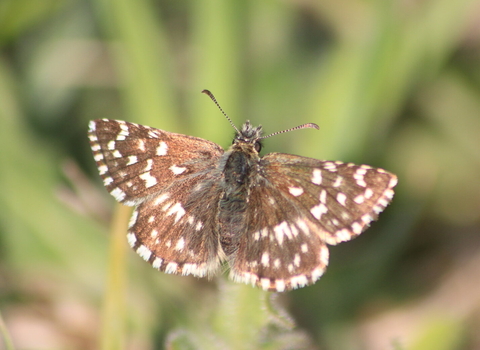 Grizzled skipper