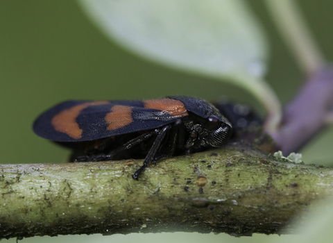 Red-and-black froghopper standing on a stem. It's a compact glossy black bug with red markings on its back. Also known as the black-and-red froghopper